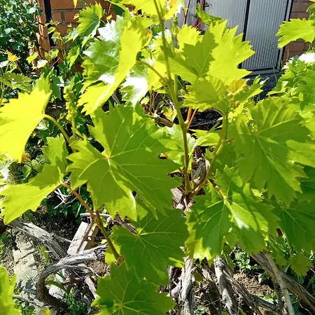 Appartement Lux Snezana *