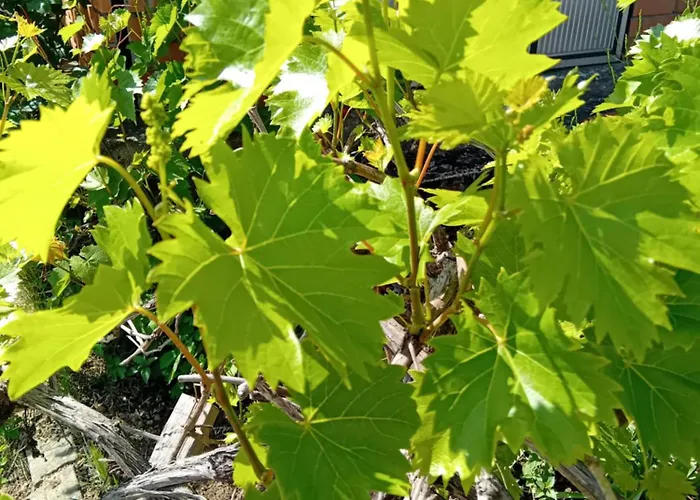 Apartament Lux Snezana *